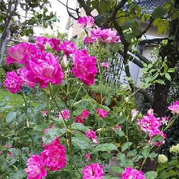 バラはいいなぁの画像 by cookさん | 小さな庭とウクライナに平和をと色変わり？とばら バラ 薔薇とバラはいいなぁとコガネムシとの戦い❗️とおうち園芸とバーガンディ・アイスバーグ