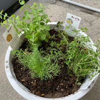 ジャーマンカモミール,オレガノ,チャービル,クリーピングタイム,寄せ植えの画像