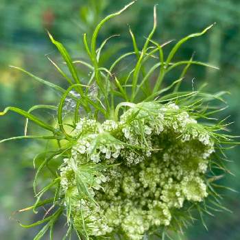 人参の花の投稿画像一覧 Greensnap グリーンスナップ