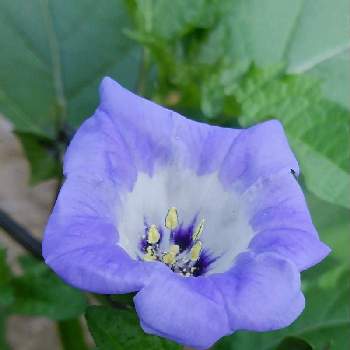 チーム・ブルーNo.120の画像 by かすみそうさん | 小さな庭と黒ほうずきとチーム・ブルーNo.120と青い花とその葉を写そう！2022とおうち園芸と青い花マニアとチーム・ブルーといやし♪と紫のお花
