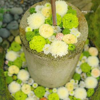 行田八幡神社の画像 by おはぎさん | お出かけ先と行田八幡神社と花手水と癒しとおさんぽと花のある生活とはなはなとかわぃぃ。と癒され風景と花いろいろと君も花が好きなのかと花のある暮らしとかわいいな♡と花は癒やし♡とやっぱり花が好き♡