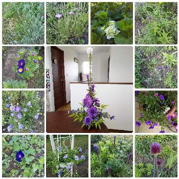 愛しの紫の画像 by あきちゃんさん | 広い庭と愛しの紫