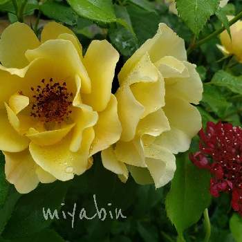 バラはいいなぁの画像 by miyabinさん | miyabin's rose 2022と雪国とばら バラ 薔薇とバラはいいなぁとネコ好きとGS映えと植中毒とmiyabin's garden 2022とキンレンポ＊と花のある暮らしとバラ・ミニバラ