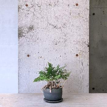 designの画像 by cagiさん | インテリアとトキワシノブと観葉植物と植物のある暮らしとインダストリアルと武蔵小山とdesignとTRANSHIPとin tokyoとgreenとグリーンショップとparklife