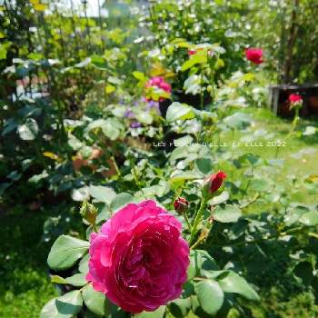 薔薇大好きの画像 by elle＊et＊elleさん | 広い庭とバラ カルトナージュと花のある風景と薔薇好きと自己流ガーデニングと咲いてくれてありがとう❤と薔薇に魅せられてと手作りの庭と癒しとおうち園芸と香る花と花いろいろとガーデニングと花のある暮らしとローズガーデンと薔薇♪と緑のある風景とロザリアンとバラを楽しむと薔薇大好きとばらに魅せられて