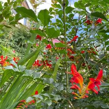 クロコスミア ルシファーの投稿画像一覧 Greensnap グリーンスナップ