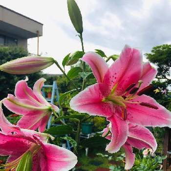大好きの画像 by 花庭さん | 玄関とユリと大好きと花のある暮らしとピンク色の花と静岡