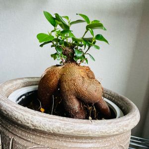 ガジュマル,観葉植物,初心者,インテリアグリーン,鉢カバーの画像