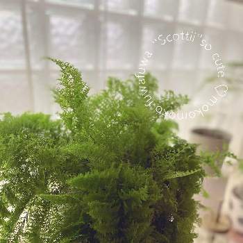 スコッチシダの画像 by yuki*さん | 窓辺とスコッチシダと耐陰性ある植物とインテリアと植物とシダ植物とシダ愛好会とhappy houseplants