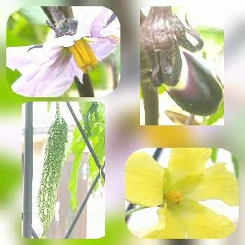 庭の花∞の画像 by 砂の道さん | 小さな庭とゴーヤとナスと我が家の野菜と庭の花∞と紫色の花と黄色の花○とちっちゃいものクラブと野菜の花と夏の花○と緑の赤ちゃん