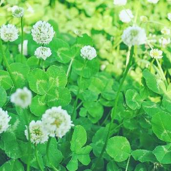 四つ葉のクローバー の投稿画像一覧 Greensnap グリーンスナップ