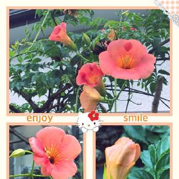 enjoy♡smileの画像 by ミ〜❣️さん | ノウゼンカズラとオレンジ色の花と月曜はビタミンカラーとつぼみと今日のお花とenjoy♡smileとビタミンカラーとハローキティと❤️いいね、ありがとうと元気いっぱいビタミンカラーと愉快な仲間達♡とオレンジ色と✴白狼会✴とチーム☆YOKOHAMA☆とGS皆様ありがとうとMy diary☆