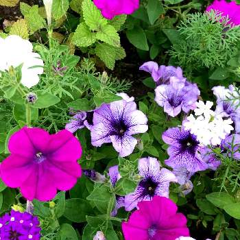 ペチュニア✨の画像 by juneberryさん | ペチュニア✨と花壇と7月の花と 宿根バーベナと今日のお花とガーデニング