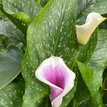 カラー ピカソの投稿画像一覧 Greensnap グリーンスナップ