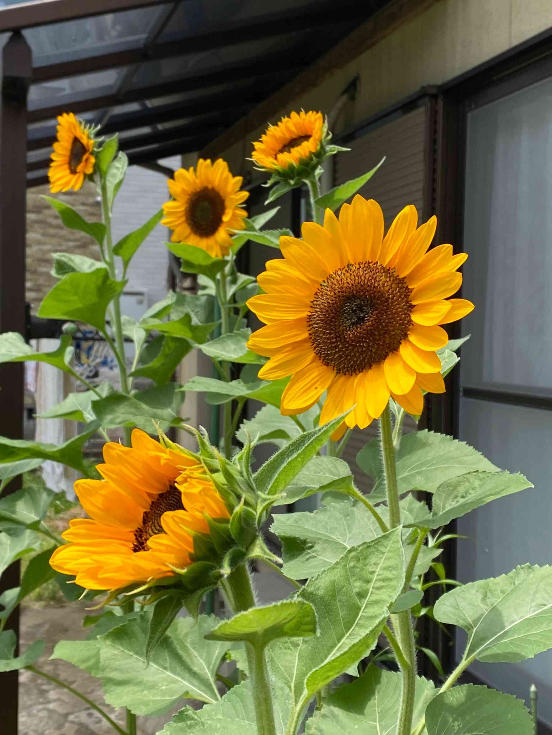 【ひまわり】 帆山ひまわり団地を走るアンパンマン列車、元気のでるコラボです