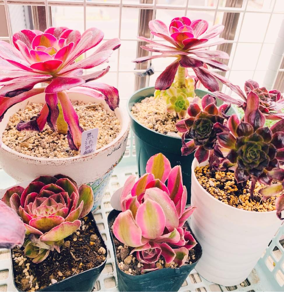 多肉植物 アエオニウム希少種♡抜き苗 - 植物/観葉植物 多肉植物 アエオニウム希少種♡抜き苗 - 植物/観葉植物