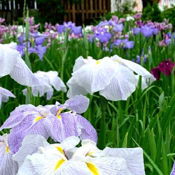 花菖蒲（はなしょうぶ）の画像 by 畔道烏さん | お出かけ先と花菖蒲（はなしょうぶ）と癒やされると花から元気をと鮮やか と好きな花♡と花のある暮らしと紫の花とようやく会えた。