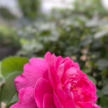 E Rプリンセスアンの投稿画像一覧 Greensnap グリーンスナップ