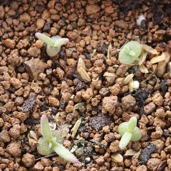 デロスペルマ 耐寒マツバギク の投稿画像一覧 Greensnap グリーンスナップ