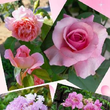 バラはいいなぁの画像 by フランさん | バラ ラジオタイムスとノウゼンカズラ ピンクと矮性サルスベリ淡紫清とバラ 優花と素敵なお花とばら バラ 薔薇とバラはいいなぁと毎日ローズショーと可愛いお花とおうち園芸とはなのある暮らしと今日のお花と綺麗なお花とバラ好きとピンクワールドへ ようこそと月曜日にはバラをとガーデニング