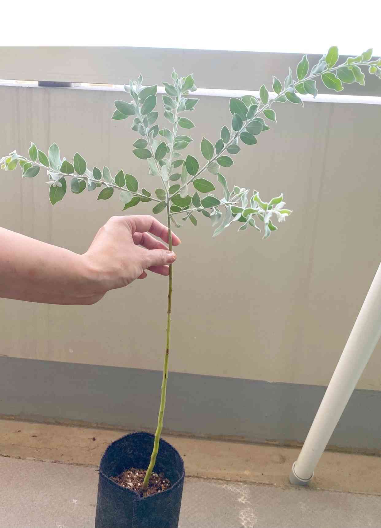 パールアカシア beckmamanページです 楽天市場】パールアカシア : おぎはら植物園