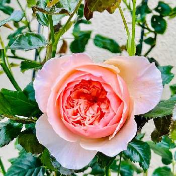 薔薇大好きの画像 by Sanさん | 小さな庭と感謝と美しいと可愛い〜♡ときれいな色と癒されます♥と花のある暮らしと素敵色と薔薇♪とお花は癒しと優しい色と薔薇は癒やし♡と真宙 バラと薔薇大好きと素敵