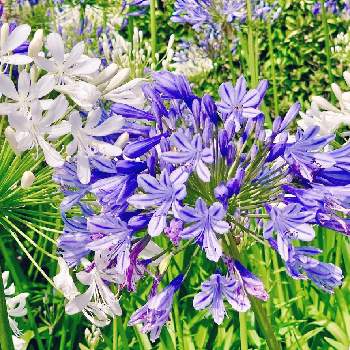 アガパンサスの花の画像 by Toshieさん | お出かけ先とアガパンサスと大きな花と紫色の花とアガパンサスの花とGSミニモニ。とアガパンサス❇︎と癒されると鮮やか とステキな眺めと白い花と素敵とさわやか♡と涼しげ
