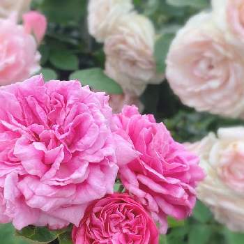 ピエール  ドゥ  ロンサールの画像 by ちょこっちさん | 小さな庭とバラが好き♪とピエール  ドゥ  ロンサールとばら バラ 薔薇と薔薇2番花とピンク好き♪とストロベリームーン♪とガーデニング♪