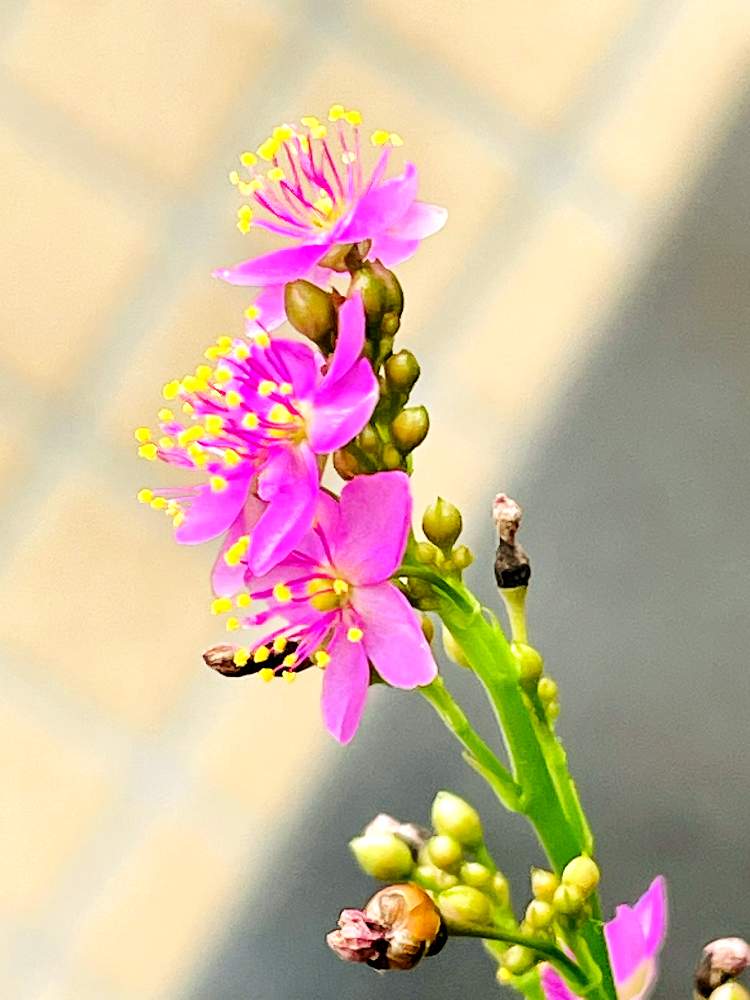 ハゼラン サンジソウ の投稿画像 By レモン茶さん ハゼランと星屑ファンタジーとピンク ピンクと花言葉とどんどん伸びると背高のっぽと小さい花 とバルコニー ベランダと星屑ファンタジーとピンク ピンクと花言葉とどんどん伸びると背高のっぽと小さい花 22月7