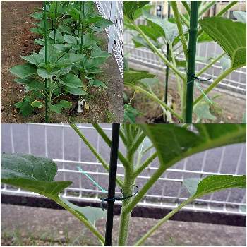 支柱立ての投稿画像一覧 Greensnap グリーンスナップ