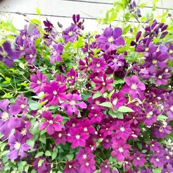 クレマチス エトワールバイオレットの投稿画像一覧 Greensnap グリーンスナップ