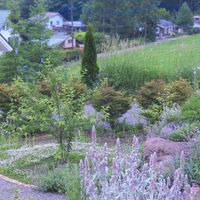 ラムズイヤー,冬桜,ヒメイワダレソウ,どうだんツツジ,花のある暮らしの画像