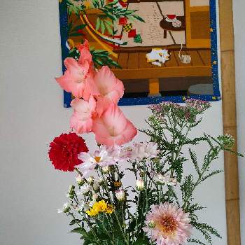 ダリア ♡の画像 by かゆさん | 部屋とグラジオラスの花とダリア ♡と猫のいる生活と令和2年7月熊本豪雨とガーデニングと花のある暮らしとノコギリソウの花と夏菊