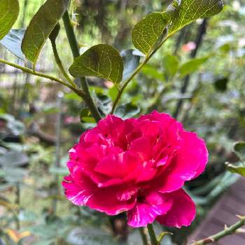 バラはいいなぁの画像 by anneさん | 小さな庭とモーリス・ユトリロとバラはいいなぁとおうち園芸とデルバールとバラが好きとバラを楽しむ