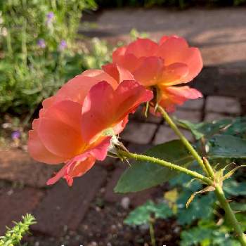 うちの庭の画像 by わこさん | 小さな庭とばら バラ 薔薇とうちの庭と庭の花と庭植えとバラ・ミニバラとスヴニール・ドゥ・アンネフランク（アンネのバラ）