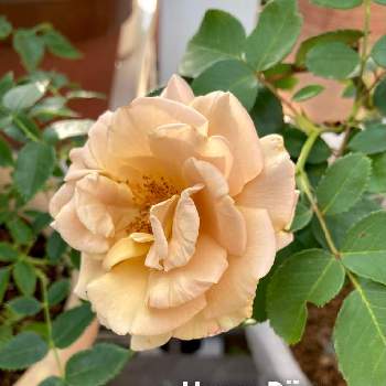 うちの庭の画像 by わこさん | 小さな庭とばら バラ 薔薇とうちの庭とハニーディジョンと鉢植えとバラ・ミニバラ