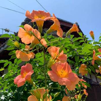 ノウゼンカズラ,お花を楽しむ,オレンジ色の花,われら17年組,GS映えの画像