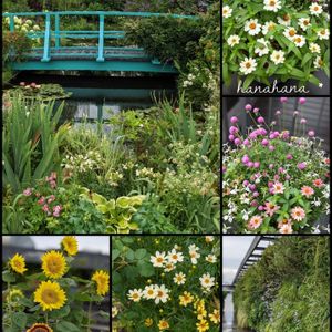 癒し,都会のオアシス,季節のお花,屋上庭園,空中庭園の画像