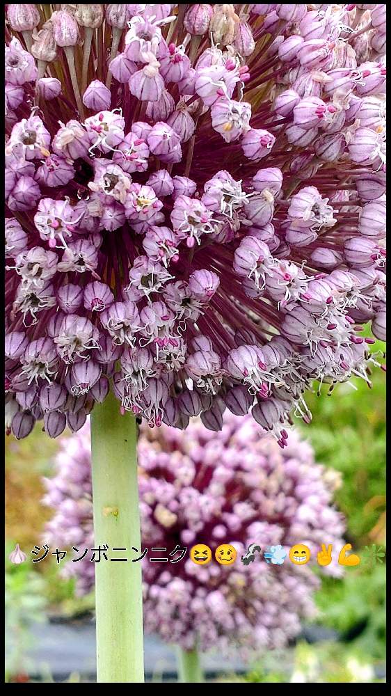ジャンボニンニクの花の投稿画像 By 夢遊歩人ꕤtotorogaoꕤさん ジャンボニンニクと畑といつも笑顔で とyu ゆうクラブと お家園芸とマイガーデンとおうち園芸と緑のある暮らしとｇｓだヨ 全員集合と花だいすきとお花のパワーとｇｓの皆様に感謝と元気と