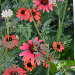 かわいい,花壇,庭の花,カエル,植中毒の画像