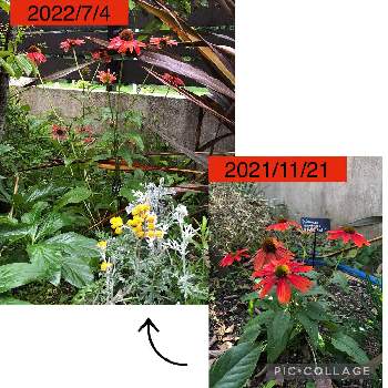 夏らしい！の画像 by フクフクさん | エキナセアと7月と夏の花と赤い花と成長記録と夏らしい！と地植え