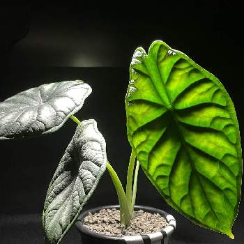 アロカシア・ドラゴンスケール,観葉植物,リメ鉢,アロカシア属,DIYの画像