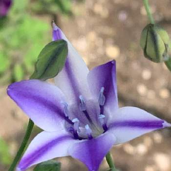 ブローディア ルディー,ブローディア,小さな花で幸せを,元気な月曜日❗️,最愛の友へ届けの画像