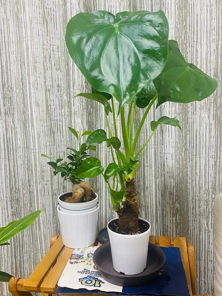 クワズイモ❤️4号鉢、芋の仲間｜🍀GreenSnap（グリーンスナップ）