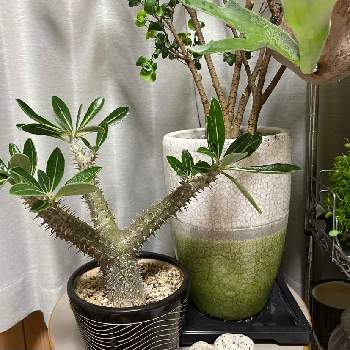 植木鉢が好きの画像 by クロシロさん | 部屋とパキポディウム・デンシフローラムと観葉植物とパキポディウム属と珍奇植物と植木鉢が好き