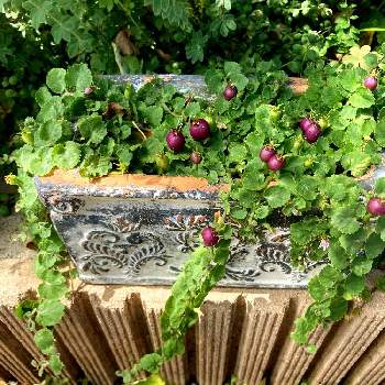 パープルクランベリーの投稿画像一覧 Greensnap グリーンスナップ パープルクランベリーの投稿画像一覧 Greensnap グリーンスナップ