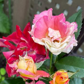 バラ   チャールストンの画像 by わこさん | 小さな庭と四季咲きバラとバラ   チャールストン