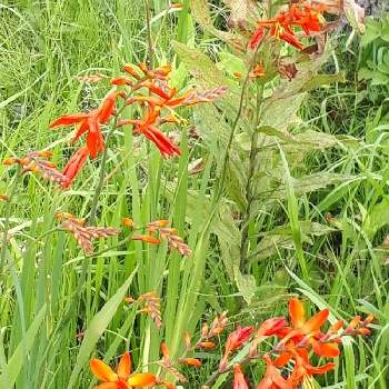 モントブレチア の投稿画像一覧 Greensnap グリーンスナップ