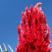 ケイトウ,トロピカルカラー,ビタミンカラー,青空と植物❤︎,赤い花の画像