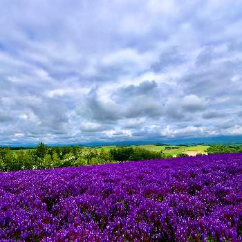 広角レンズの画像 by ＪＩＮさん | お出かけ先とブルーサルビアと広角レンズと広大な大地と美瑛の四季彩の丘と気持ち〰️と花の群生地フォトコン